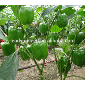 MSP072 Biqing hybrid sweet pepper seeds, green bell pepper seeds